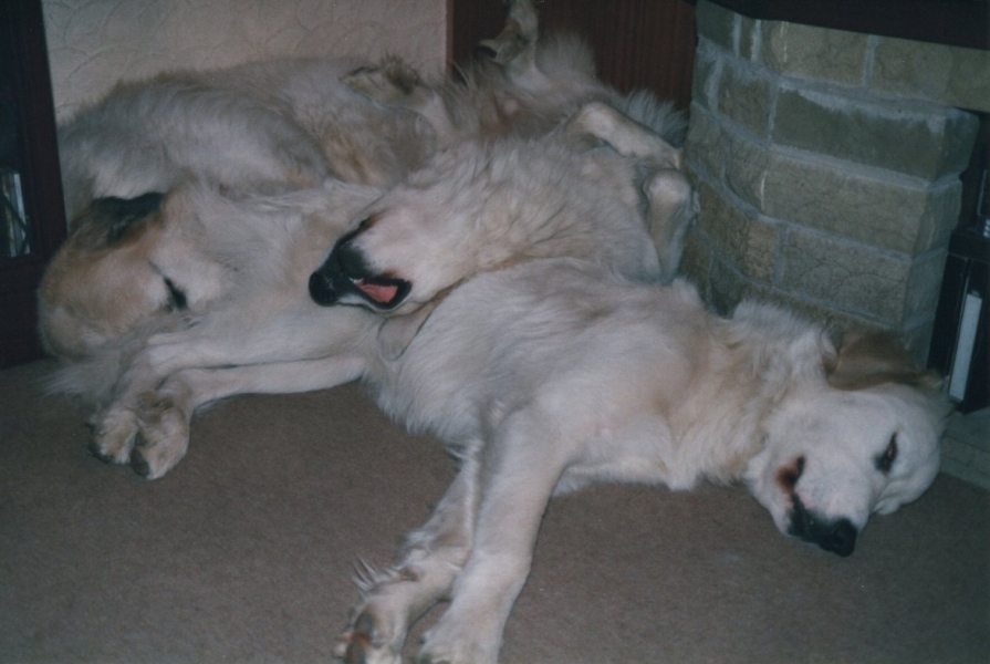 Adolescent Dog Survival Thread - Bark the Herald, furry angels sing!