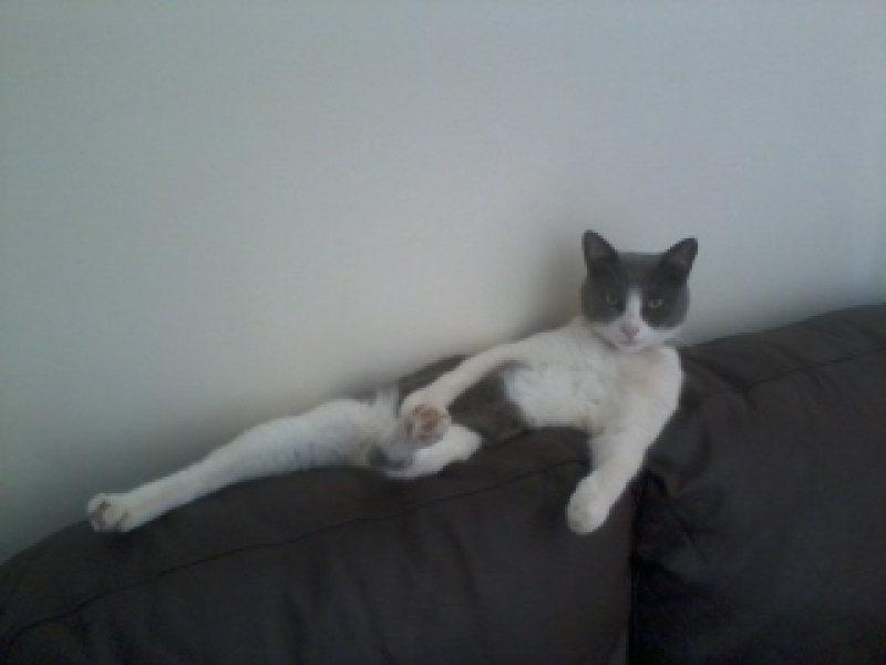 If your cat did OLD, what profile picture would she/he use?