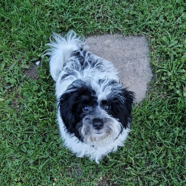 Puppy question