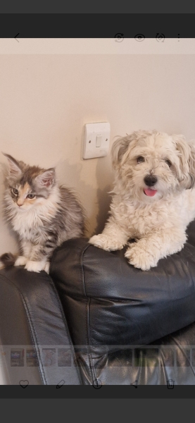 Pet thread?