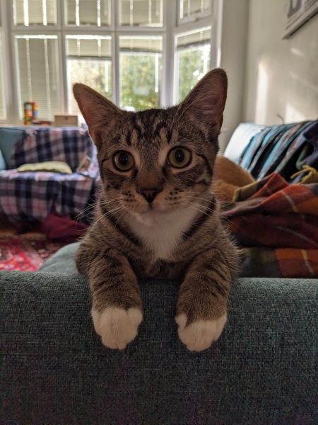Help name our cat!