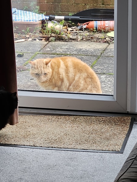 Trick or Cat Treat? The Excellent Cats do Halloween