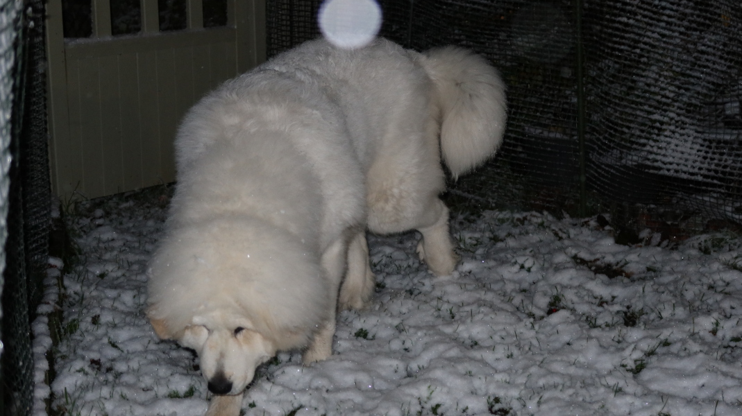 Adolescent Dog Survival...Sharing Tips & Tails