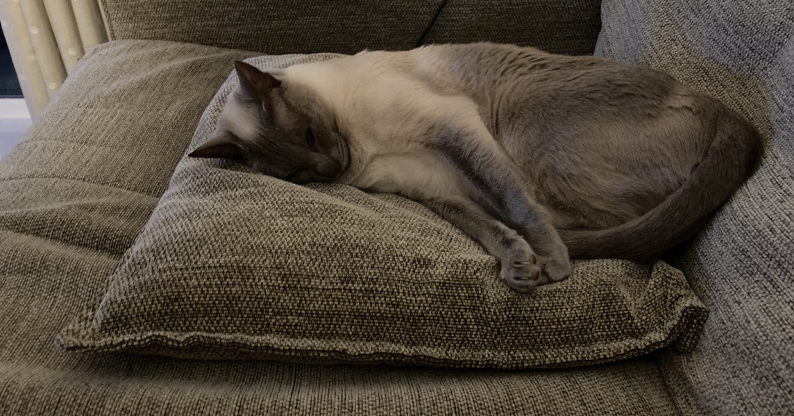 If your cat did OLD, what profile picture would she/he use?