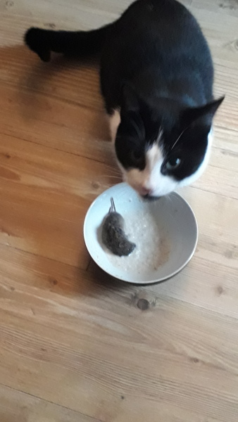 My owner won't let me eat birds anymore