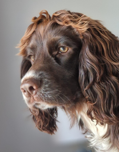 How to get a dog to engage outdoors?