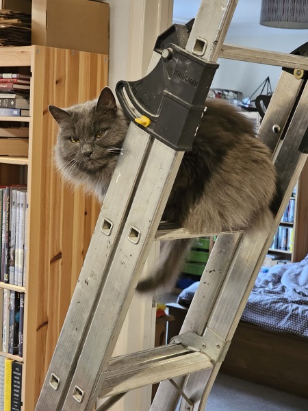 If your cat did OLD, what profile picture would she/he use?