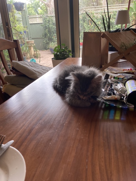 Trick or Cat Treat? The Excellent Cats do Halloween