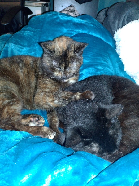 Trick or Cat Treat? The Excellent Cats do Halloween