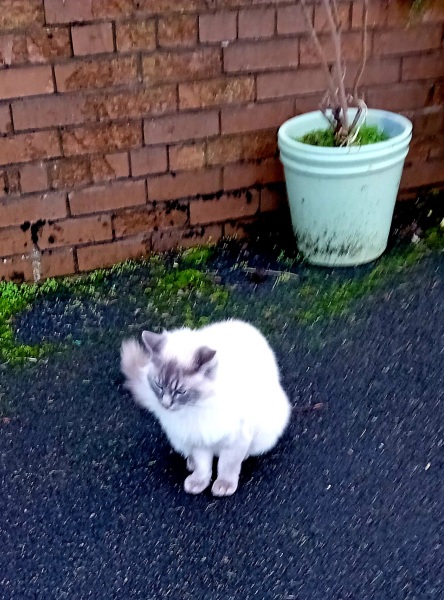 Trick or Cat Treat? The Excellent Cats do Halloween