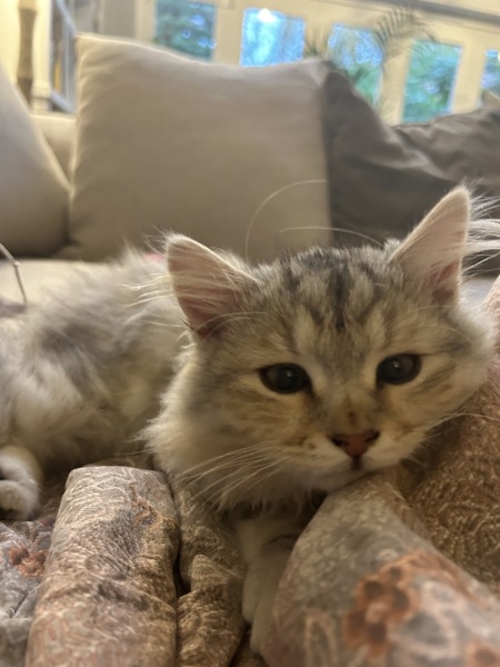 Kitten being an utter nightmare with older cats