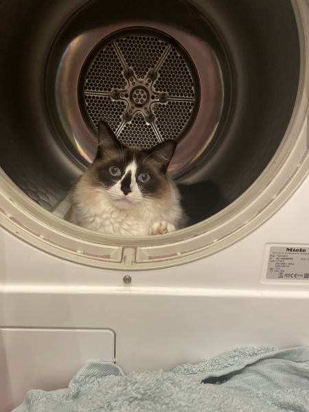What is the absolute best Christmas present for a cat