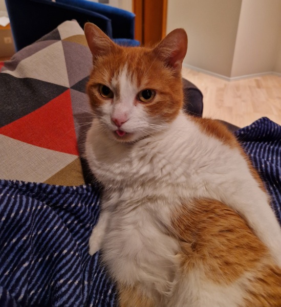 Trick or Cat Treat? The Excellent Cats do Halloween