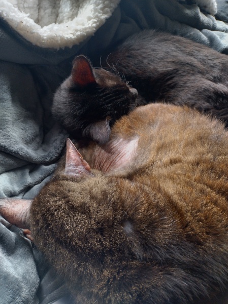 Trick or Cat Treat? The Excellent Cats do Halloween
