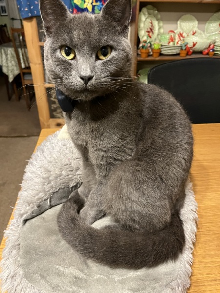 If your cat did OLD, what profile picture would she/he use?