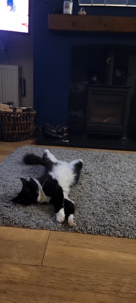 If your cat did OLD, what profile picture would she/he use?