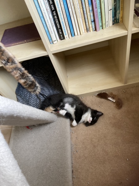 Trick or Cat Treat? The Excellent Cats do Halloween