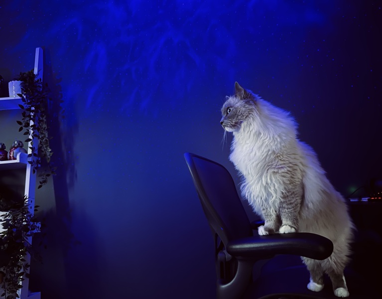 If your cat did OLD, what profile picture would she/he use?