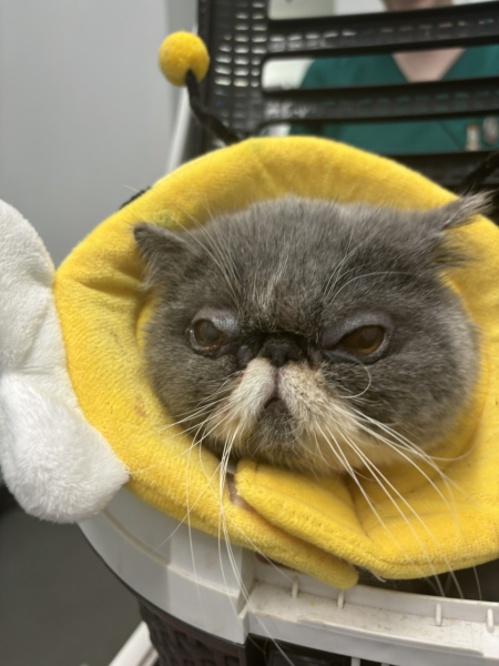 Magnificent Moustaches
