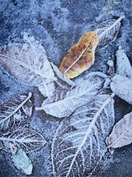 The Nigel Slater Christmas Chronicles Readalong 2024