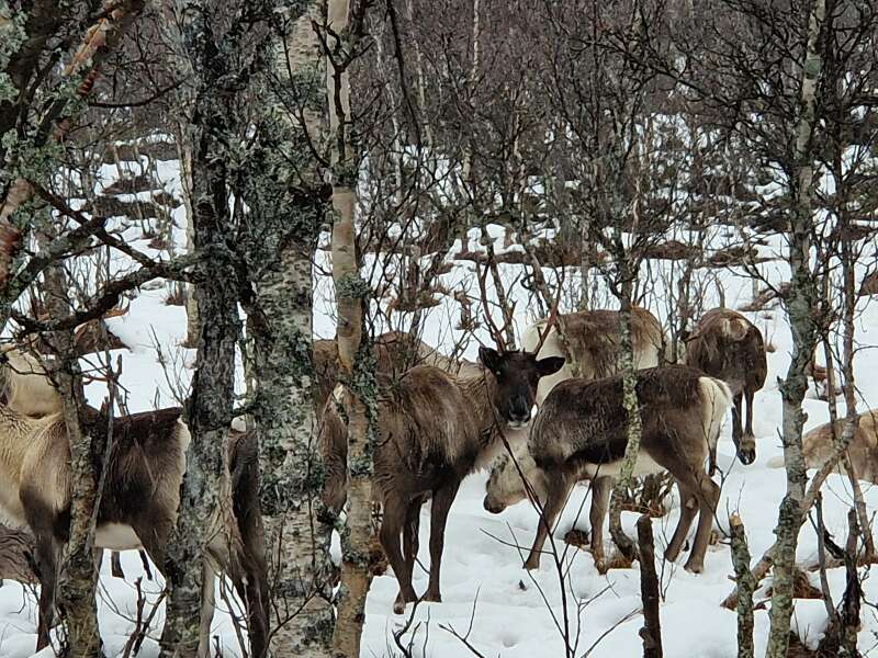 The Nigel Slater Christmas Chronicles Readalong 2024