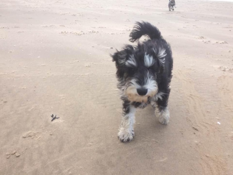 Thread 11 Starmer: Will that Phone Call Be To Harris or to Trump? (the decidedly superior looking cats thread)