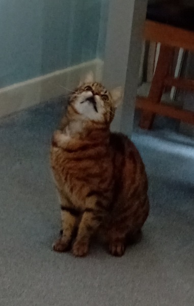 If your cat did OLD, what profile picture would she/he use?