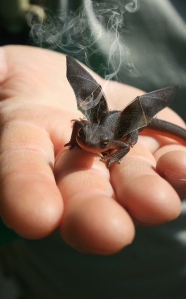 Could dragons really exist?