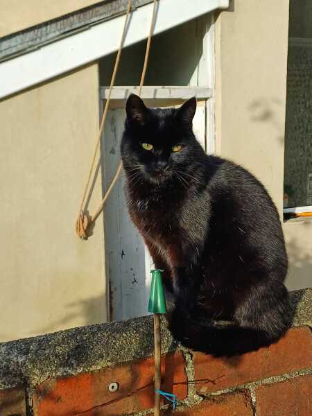 Bluestocking: Do androids dream of electric hair?