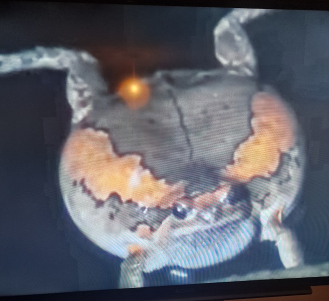 What type of frog is this?
