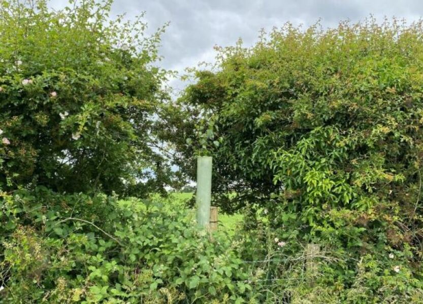 Bushes - Hedge trimmer suggestion