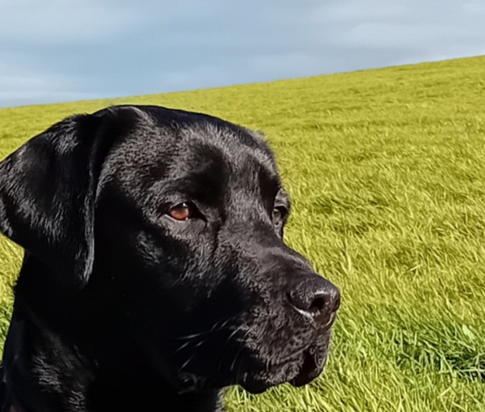 Adolescent Dog Survival...Sharing Tips & Tails