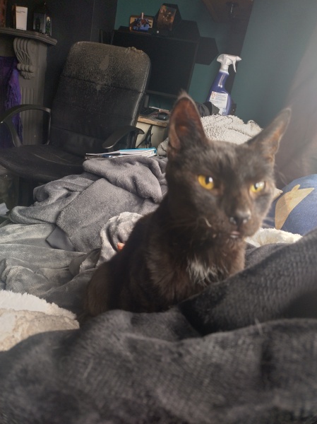 Trick or Cat Treat? The Excellent Cats do Halloween