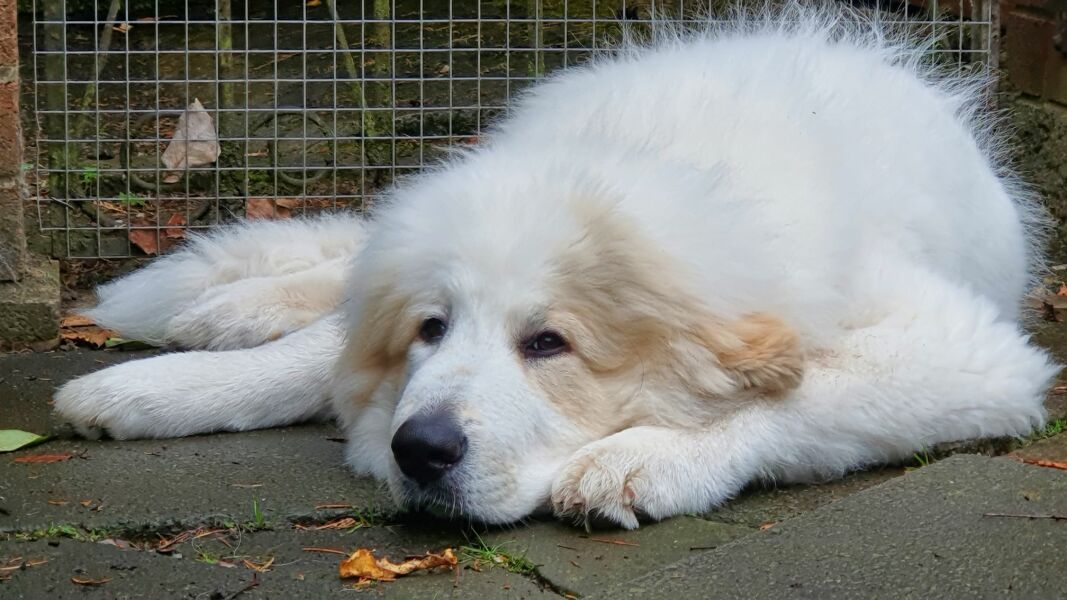 Which breed?