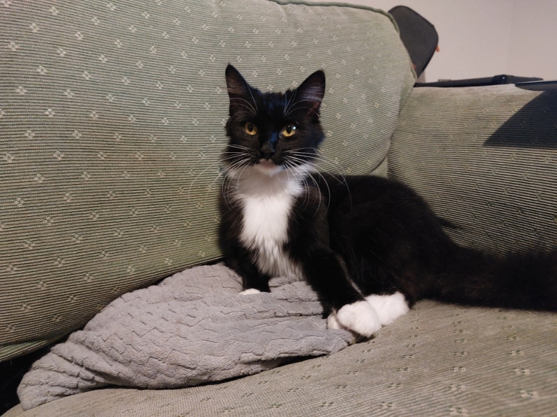 If you have a cat you have to stop it scaring and eating birds