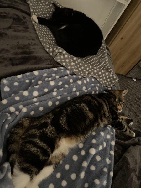 Why doesn't my cat want to go to bed?