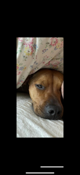 To have the dog in the bed with us?