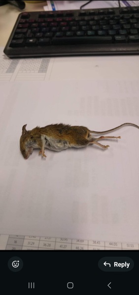 My owner won't let me eat birds anymore