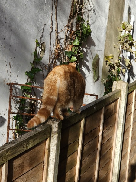 Trick or Cat Treat? The Excellent Cats do Halloween