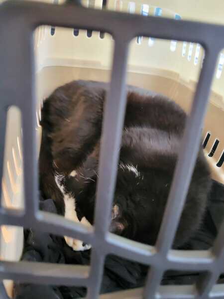 Trick or Cat Treat? The Excellent Cats do Halloween