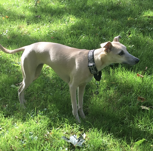 If you have a cat you have to stop it scaring and eating birds