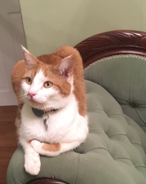 If your cat did OLD, what profile picture would she/he use?