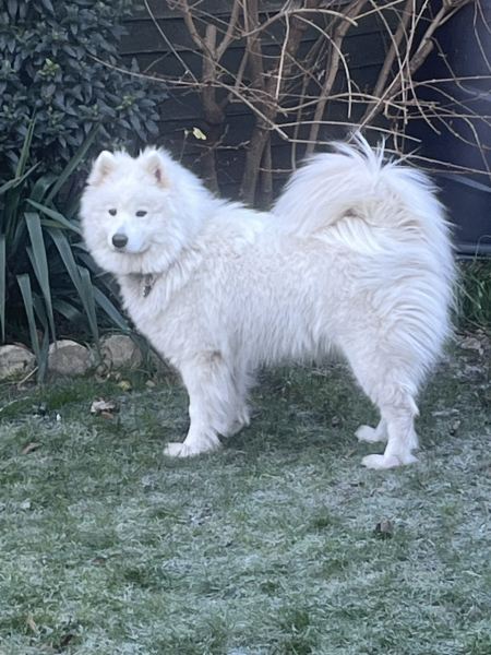 Which breed?