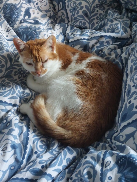 Thread 12 Starmer: From Prescott to Rayner, working class grit