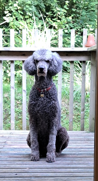 Which breed?