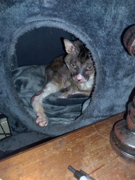 Trick or Cat Treat? The Excellent Cats do Halloween