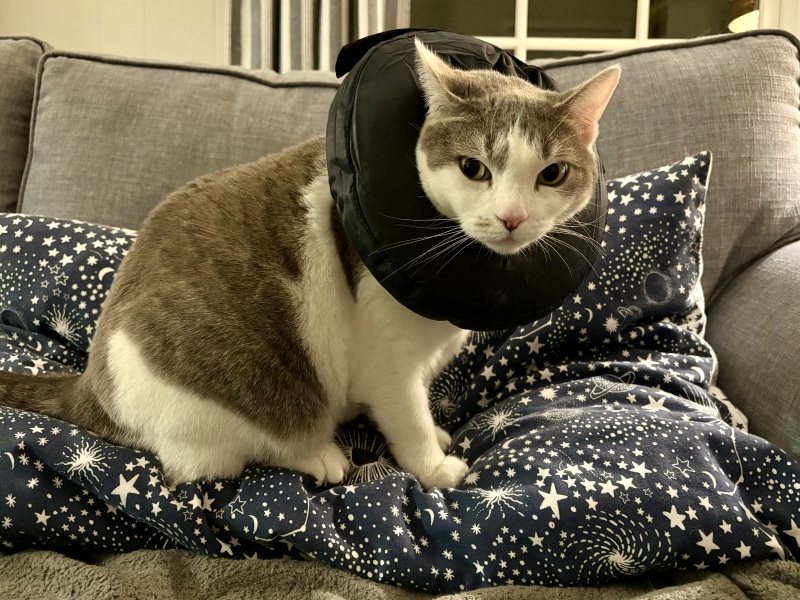 The Great Cancer Recovery part 3