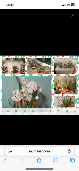 Poncetastic Christmas 2024