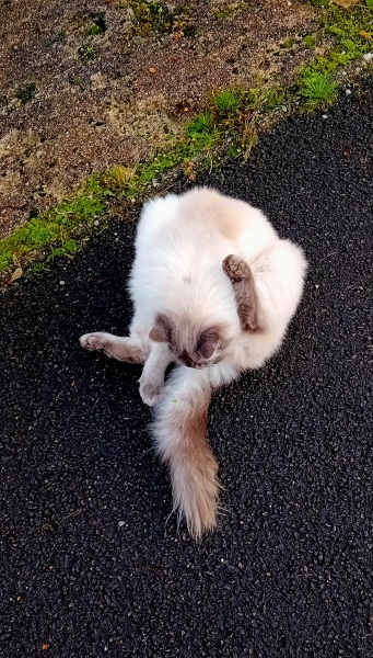 If your cat did OLD, what profile picture would she/he use?