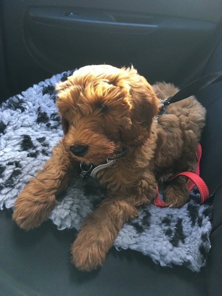 Adolescent Dog Survival Thread - Bark the Herald, furry angels sing!